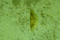Idaea degeneraria