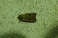 Noctua pronuba