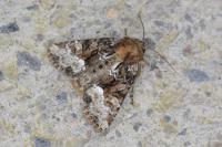 Oligia strigilis/versicolor