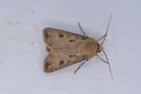 Agrotis exclamationis exclamationis