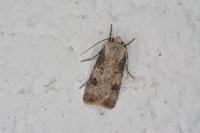 Agrotis puta