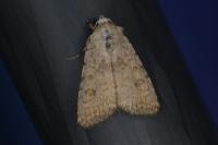 Caradrina clavipalpis