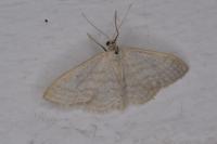 Idaea subsericeata