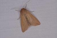 Mythimna unipuncta