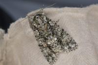 Acronicta rumicis