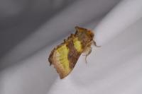 Diachrysia chrysitis