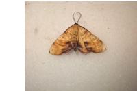 Plagodis dolabraria