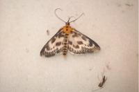 Anania hortulata