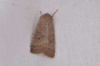 Hoplodrina ambigua/blanda