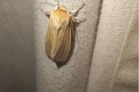 Mythimna pallens