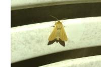 Mythimna pallens