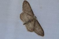 Idaea seriata