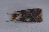 Agrotis puta