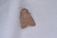 Mythimna albipuncta