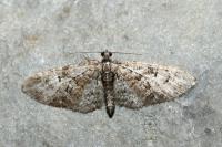 Eupithecia abbreviata