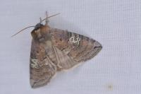 Tethea ocularis