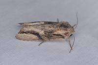 Egira conspicillaris