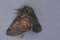 Gluphisia crenata