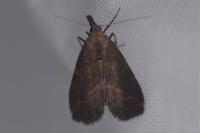 Schrankia costaestrigalis