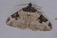 Xanthorhoe fluctuata