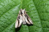 Egira conspicillaris