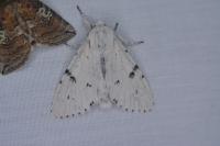 Acronicta leporina