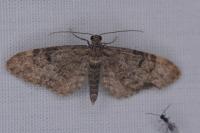 Eupithecia subfuscata