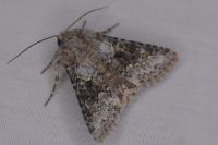 Hecatera bicolorata