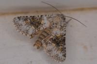 Hecatera bicolorata