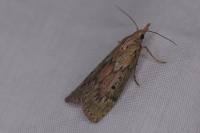 Aphomia sociella