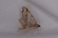 Macaria alternata