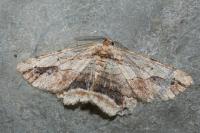 Menophra abruptaria