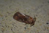 Dendrolimus pini pini