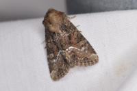 Oligia latruncula