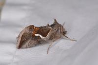 Macdunnoughia confusa