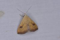 Rivula sericealis