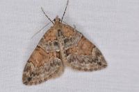 Thera obeliscata