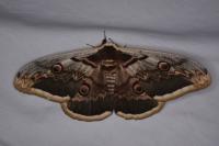Saturnia pyri
