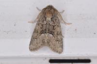 Oligia latruncula