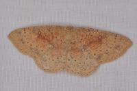 Cyclophora porata