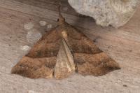 Hypena proboscidalis