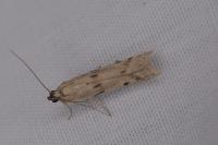 Phycitodes binaevella