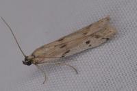 Phycitodes binaevella