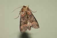 Abrostola triplasia