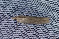 Epischnia prodromella