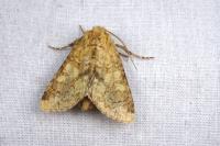 Conisania luteago olbiena