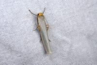 Eilema caniola