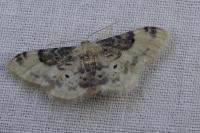 Idaea filicata