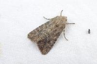 Anarta trifolii