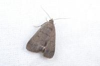 Nodaria nodosalis